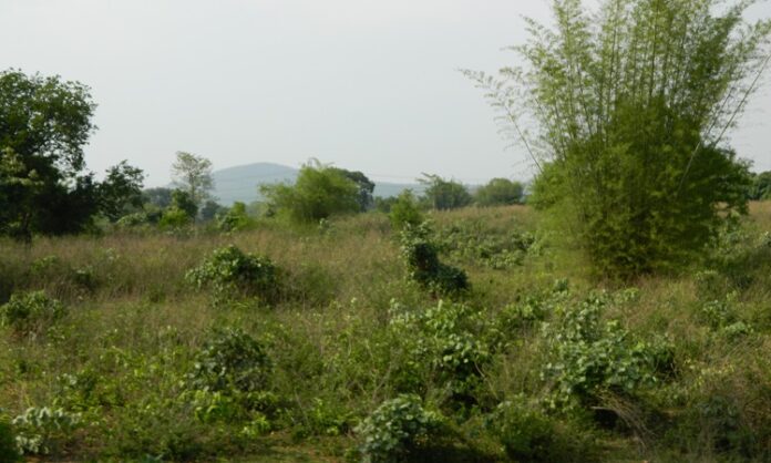 Aravalli Green Project