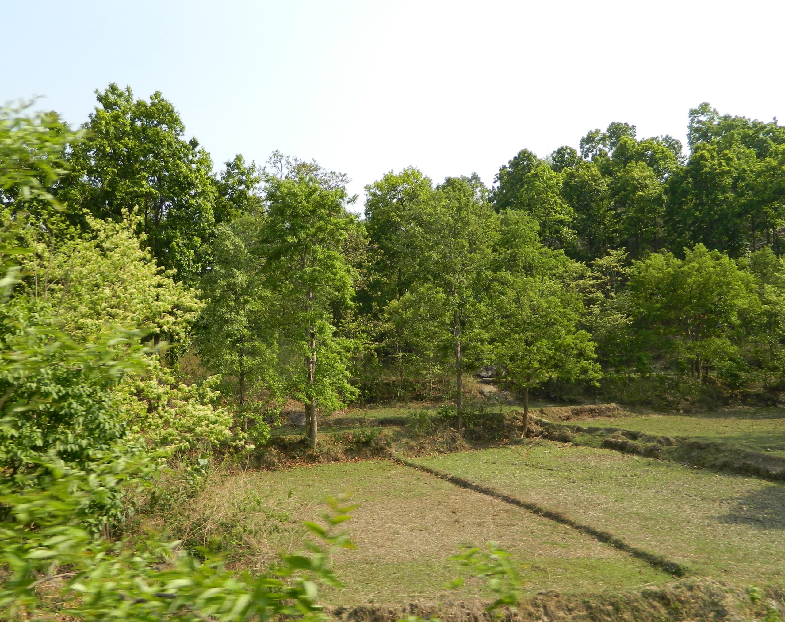 Forest Land