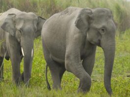 Elephant task force karnataka