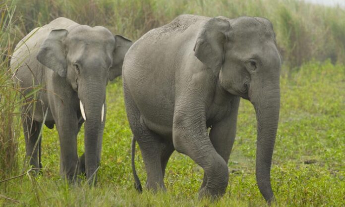 Elephant task force karnataka