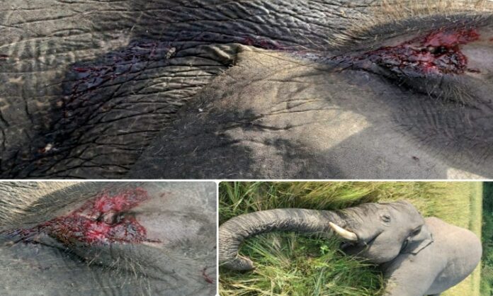 Elephant death