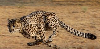 Taskforce Cheetah India