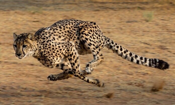 Taskforce Cheetah India