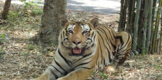 Kaimur wildlife sanctuary Tiger reserve