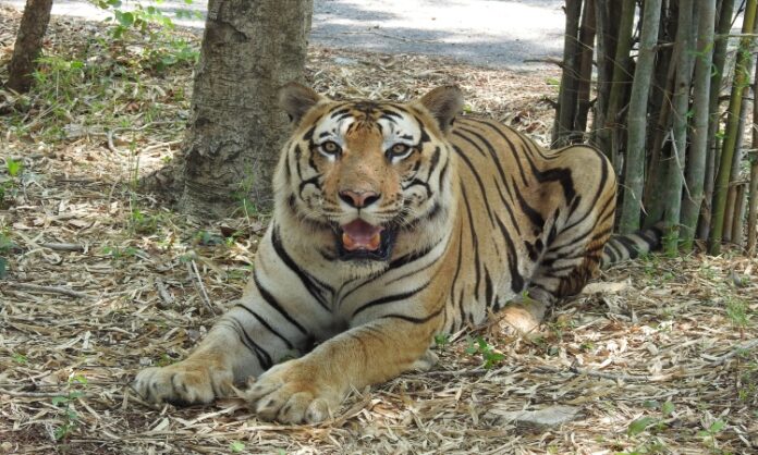 Kaimur wildlife sanctuary Tiger reserve