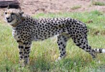Project Cheetah setback: Nabha dies at Kuno National Park Namibian Cheetah