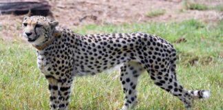 Cheetah radio collar