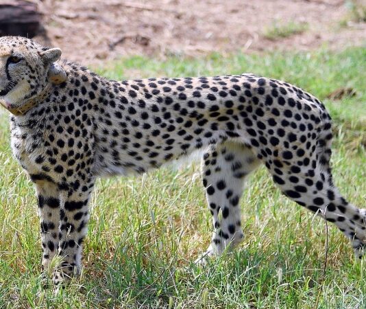 Cheetah radio collar