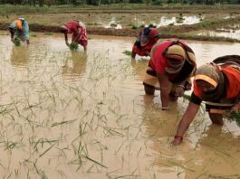 Paddy coverage in Bihar