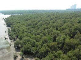 COP27 Mangroves conservation