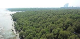 COP27 Mangroves conservation