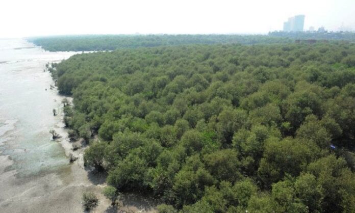 COP27 Mangroves conservation