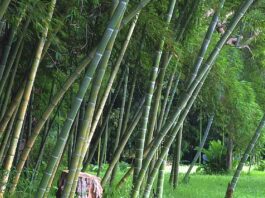 NTPC bamboo based bio fuel