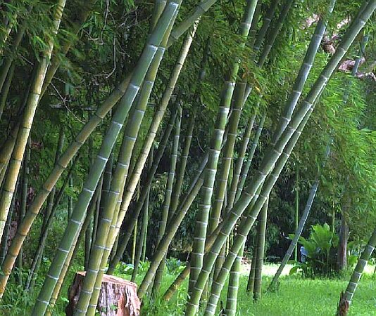 NTPC bamboo based bio fuel