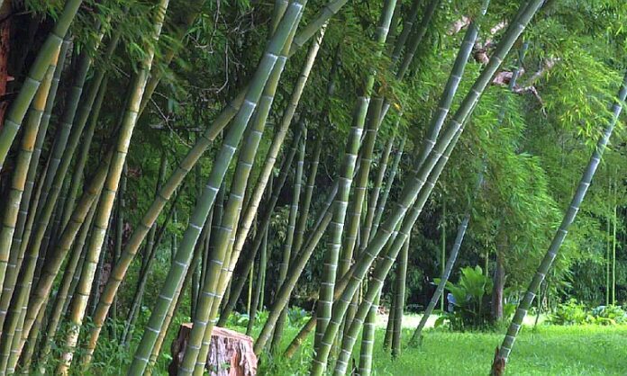 NTPC bamboo based bio fuel