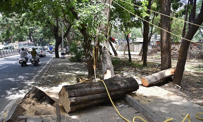 tree felling Bengaluru infra project