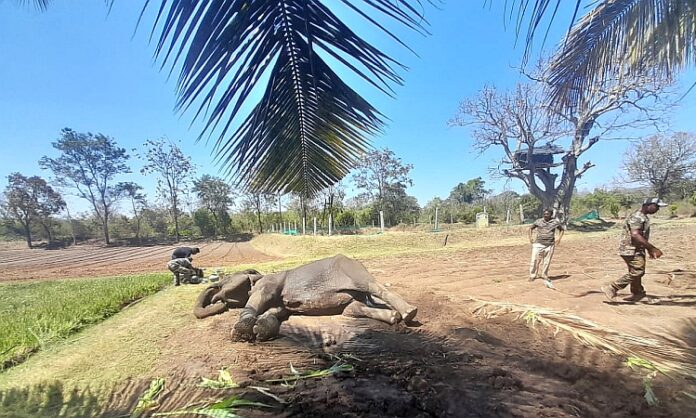 Elephant electrocution