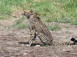 Cheetah reintroduction