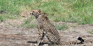Namibian Cheetah