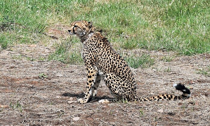 Cheetah reintroduction