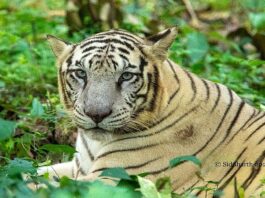 Tiger count in India