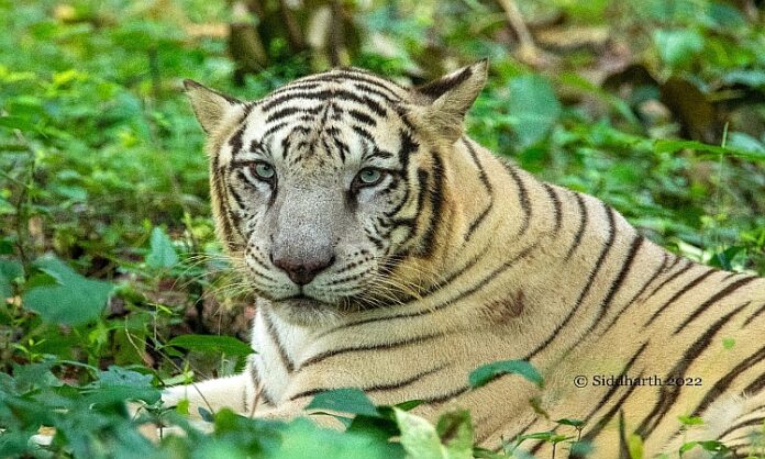 Hotel Wildlife sanctuary