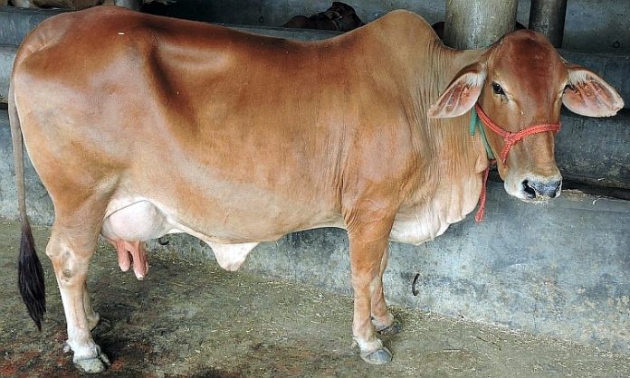 Cattle farming scheme Bihar