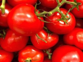 Tomatoes Nepal