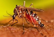 Dengue in Bihar