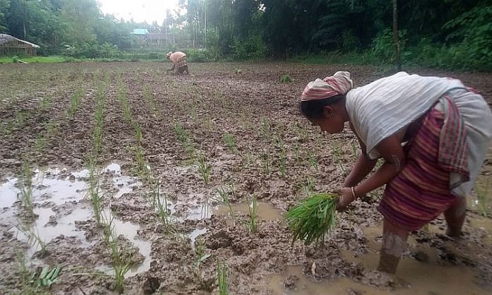 Millet Farming