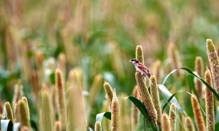 Millet Production