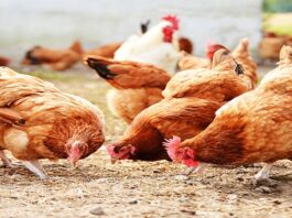 Outbreak of Avian Influenza