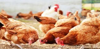 Outbreak of Avian Influenza