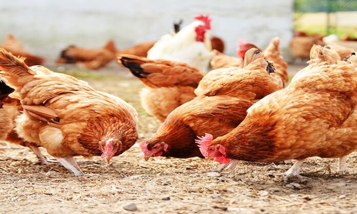 Outbreak of Avian Influenza