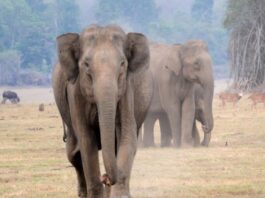 Population Estimation of elephants