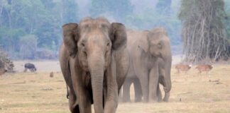 Population Estimation of elephants