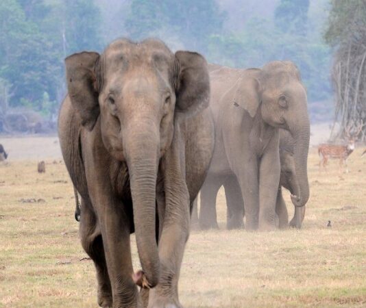 Population Estimation of elephants