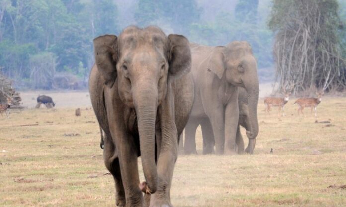 Population Estimation of elephants