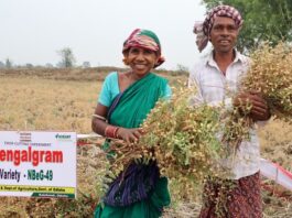 Rice Fallow Cultivation