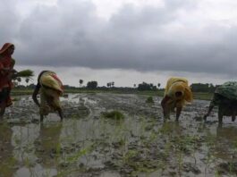 Bihar Paddy Transplant