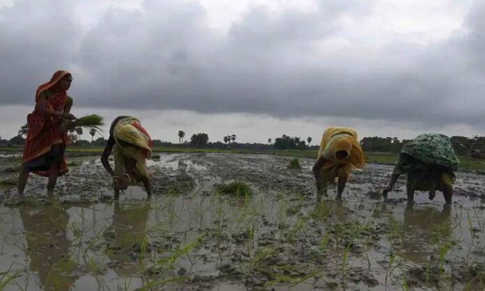 Bihar Paddy Transplant