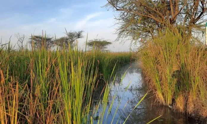 Nathmalpur Bhakhad Wetland