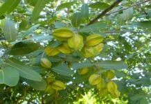 Arjuna trees to boost rural jobs and herbal heart care in Bihar
